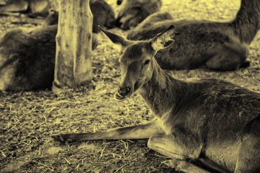 Çiftlikteki öküz, evcil bir hayvanın ayrıntıları.
