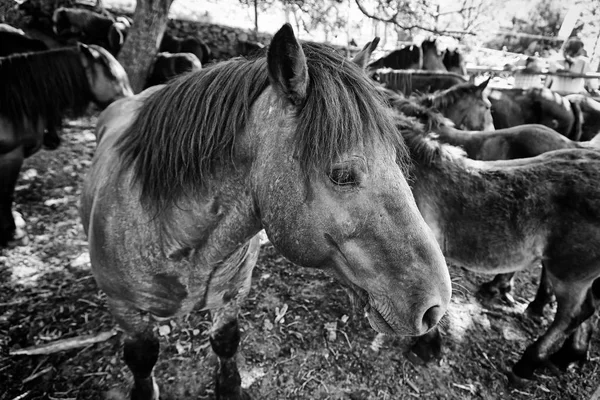 Wild Horse Detail Wild Mammal Wild Animal Farm Strength Nature — Stock Photo, Image