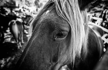 Vahşi at, vahşi bir memelinin vahşi doğadaki detayları, hayvan çiftliği, kuvvet ve doğa.