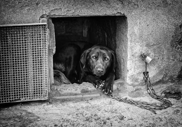 Perro Maltratado Detalle Animal Doméstico Mal Estado Antecedentes Maltrato Dolor — Foto de Stock