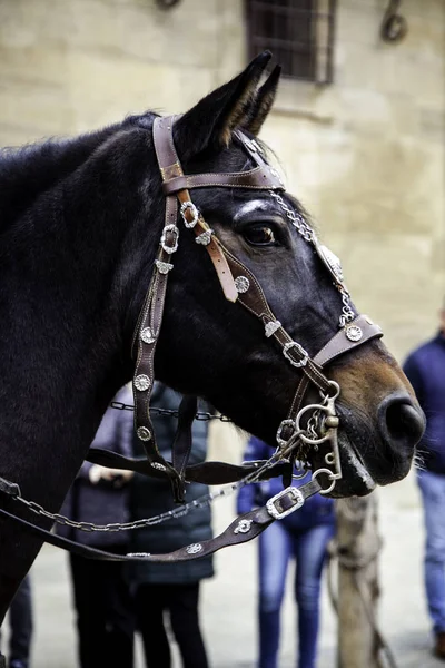 Cabeça Cavalo Detalhe Animal Decorado — Fotografia de Stock