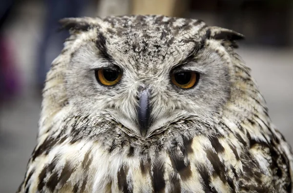 Royal Owl Detail Wild Bird Bird — Stock Photo, Image