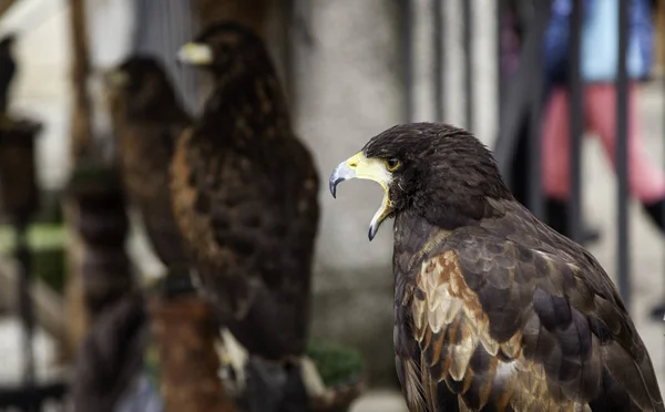 Falchi Selvatici Dettaglio Rapace — Foto Stock