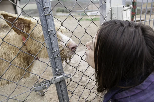 Woman petting stray dogs, kennel for stray animals