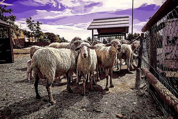 Ovinos Uma Fazenda Detalhe Animais Mamíferos Leite Produção Alimentos — Fotografia de Stock