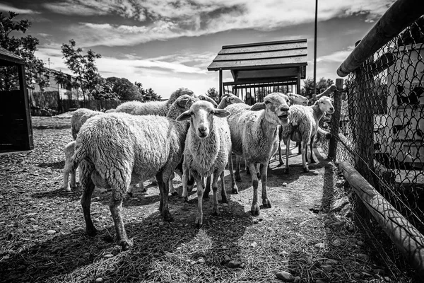 Owce Gospodarstwie Szczegóły Dotyczące Ssaków Wełny Mleka Produkcja Żywności — Zdjęcie stockowe