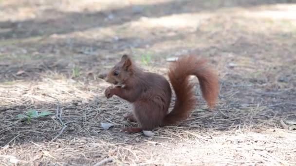 Squirrel Eating Hazelnuts Detail Wild Animal Feeding Nature Wildlife — Stock Video