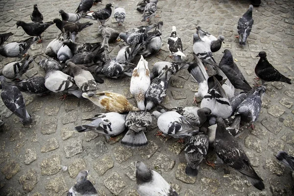 Pigeons Square Detail Birds Alimentandose — Stock Photo, Image