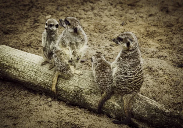Meerkats Dans Nature Détail Des Animaux Sauvages Exotiques — Photo