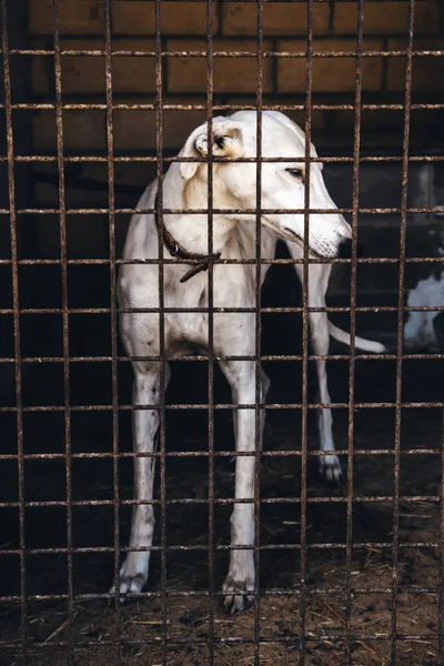 狗被遗弃和笼中 宠物细节寻求收养 悲伤和 Sadnes — 图库照片