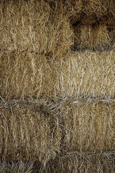 Kuru Buğday Taze Hasat Edilmiş Dalda Tahıl Gevreği Detayları Sağlıklı — Stok fotoğraf