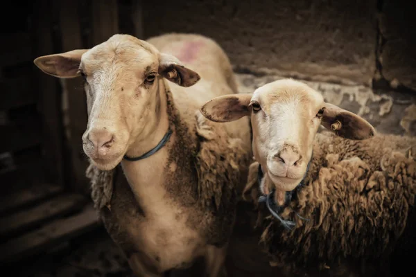 羊のミルク ミルク 羊毛哺乳類を生産する農場の動物 — ストック写真