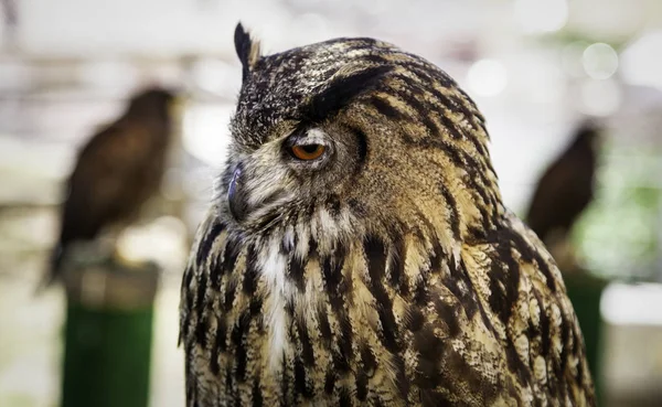 Wild Trained Owl Detail Large Bird — Stock Photo, Image