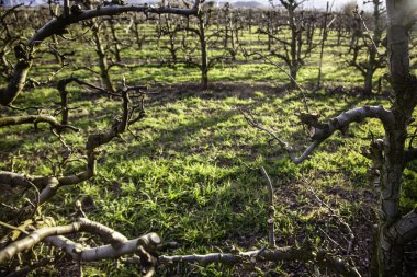Ayrıntı ekolojik tarımı, şarap ve üzüm şarap yapmak için üzüm bağları alanı
