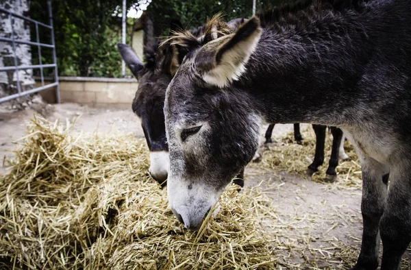 Burros comiendo en la naturaleza —  Fotos de Stock