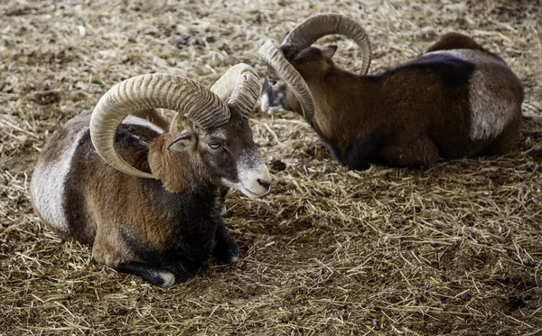 OS in een farm — Stockfoto