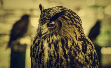 Vahşi eğitimli baykuş