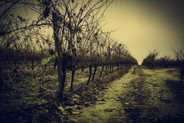 Campos de vinhas em uma adega — Fotografia de Stock