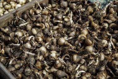 bitki çiçek soğanı