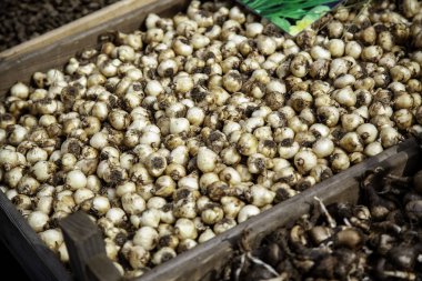 bitki çiçek soğanı