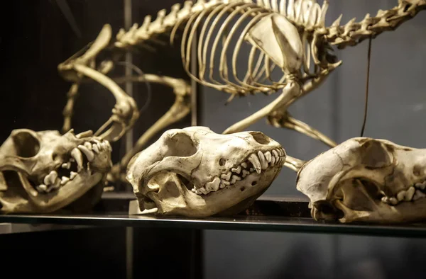 Козлиный скелет — стоковое фото