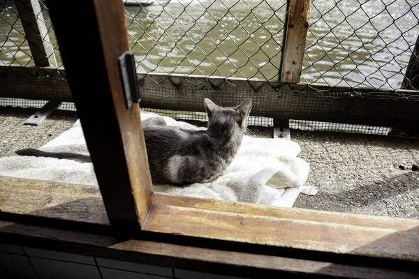 Gatti abbandonati al riparo — Foto Stock