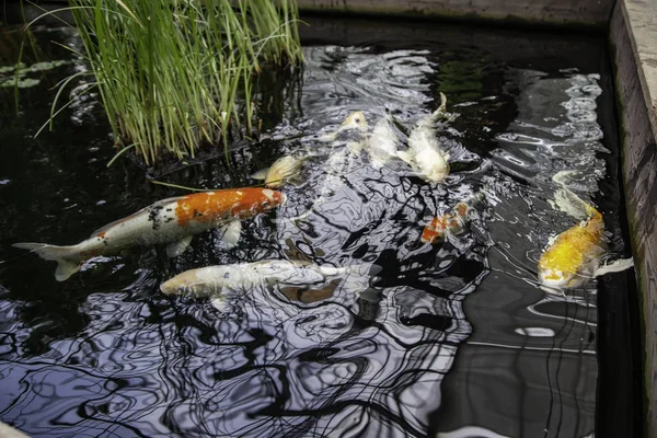 Poisson de couleur japonaise — Photo