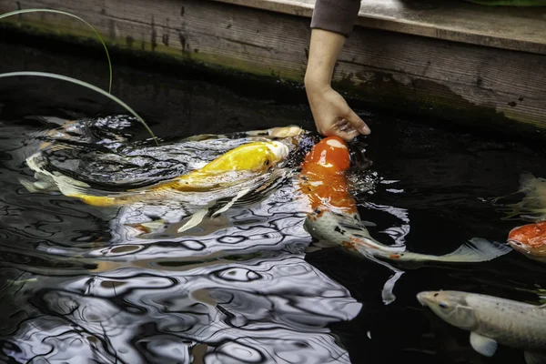 Poisson de couleur japonaise — Photo