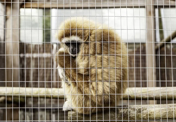 Sad monkey caged