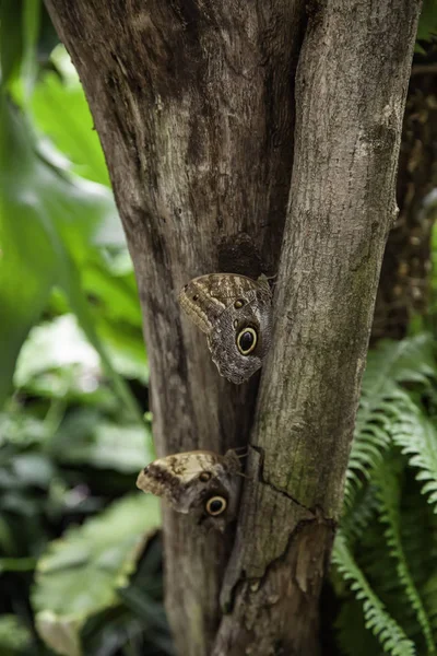 Giardino delle farfalle — Foto Stock