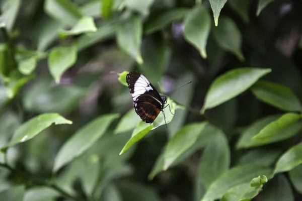 Butterfly garden