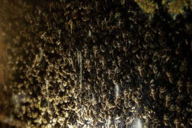 Bal peteğindeki arılar