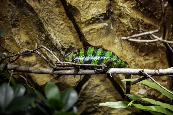 Chameleon in the jungle — Stock Photo, Image