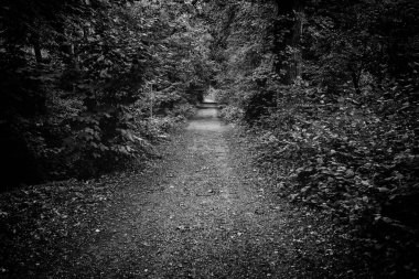 Ormanda Parke taşı yol