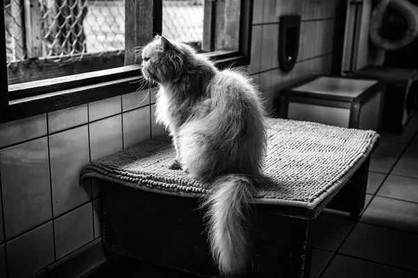 대피소에 버려진 고양이 — 스톡 사진