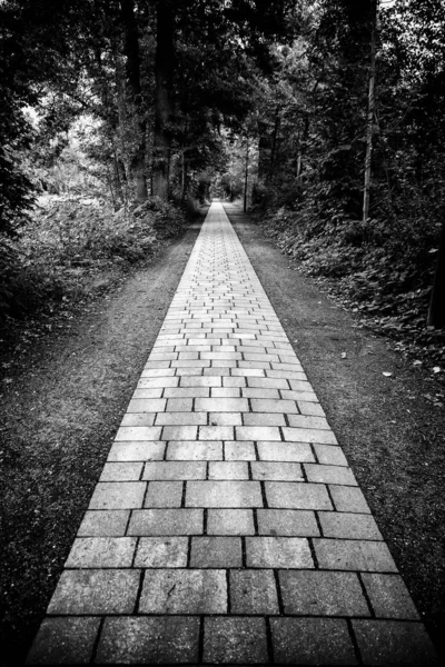 Estrada de Cobblestone na floresta — Fotografia de Stock