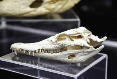 Timsah kafatasının