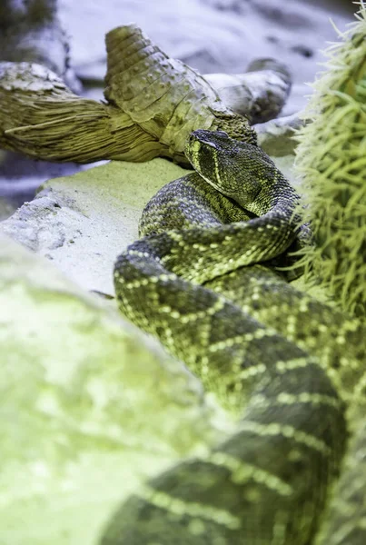 Wild rattlesnake — Stock Photo, Image