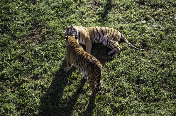 Дикий тигр в джунглях — стоковое фото