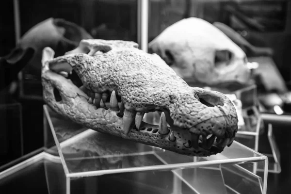 鳄鱼头骨 — 图库照片