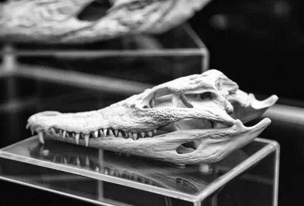 Crocodile Skull — Stock Photo, Image