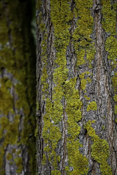 Кора Дерева Мхом Детали Природы Лесу — стоковое фото