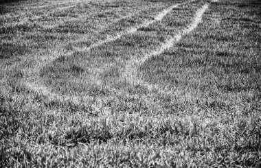 Çimenlikteki tekerlek işaretleri, araç izleri.