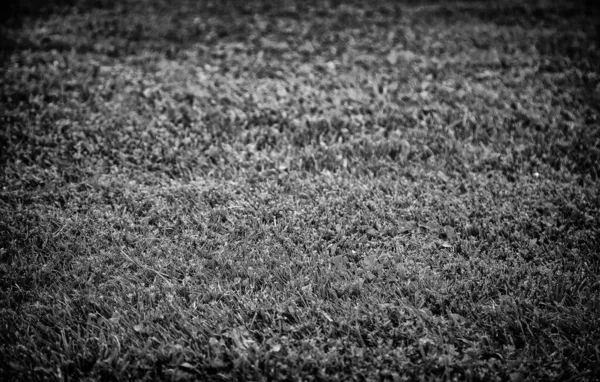 田野里的绿草 嫩草的细部 — 图库照片