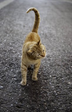 Sıradan bir sokak kedisi, terk edilmiş bir hayvanın ayrıntıları.