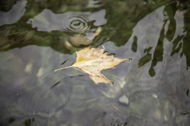 Suda yüzen kuru yaprak, suda sonbahar.