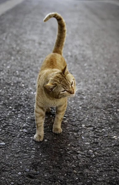 Häufige Streunende Katze Detail Eines Ausgesetzten Säugetiers — Stockfoto