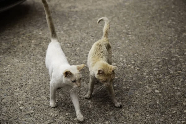 Herrelösa Katter Som Äter Gatan Uppgifter Övergivna Husdjur — Stockfoto