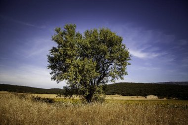 Ormandaki yalnız ağaç, doğa ayrıntıları.