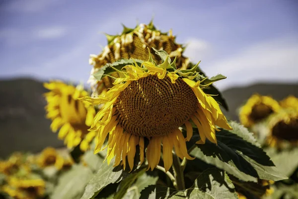 Champ Tournesols Détail Des Plantes Dans Nature Agriculture Biologique — Photo